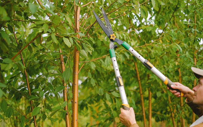 Tree trimming in Siletz, OR